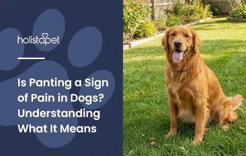 A Golden Retriever sitting outside on grass panting.