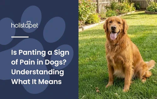 A Golden Retriever sitting outside on grass panting.