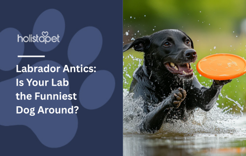 Labrador Antics: Is Your Lab the Funniest Dog Around?