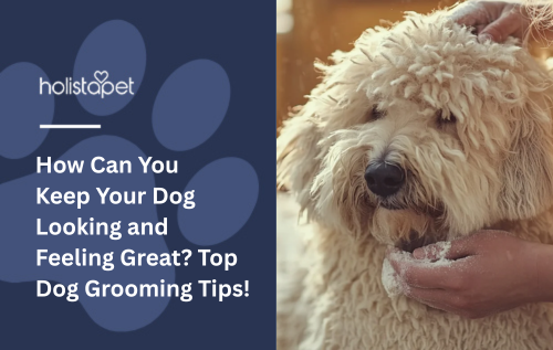 How Can You Keep Your Dog Looking and Feeling Great? Top Dog Grooming Tips!