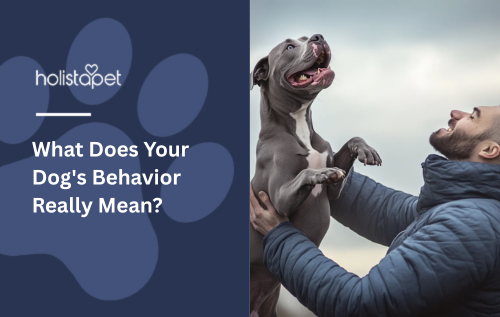 What Does Your Dog's Behavior Really Mean?
