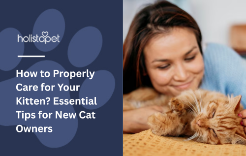 How to Properly Care for Your Kitten? Essential Tips for New Cat Owners
