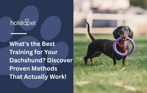 What's the Best Training for Your Dachshund? Discover Proven Methods That Actually Work!