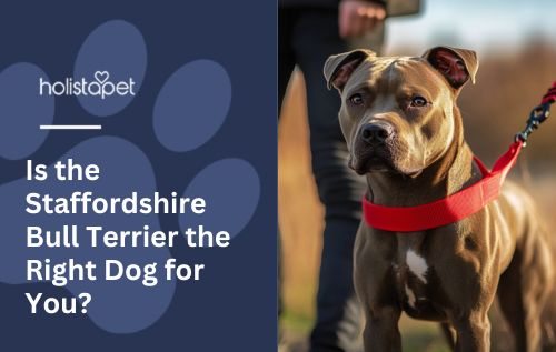 A Staffordshire Bull Terrier standing outside on a leash.