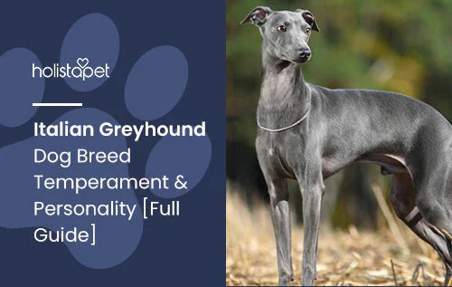 Italian Greyhound Breed Guide and History