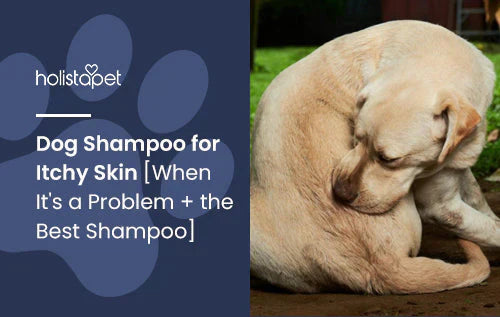 whats the best dog shampoo for itchy skin