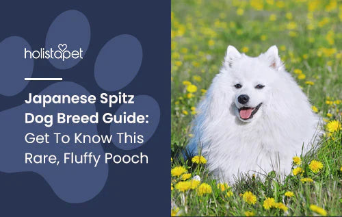Fun facts about Japanese Spitz