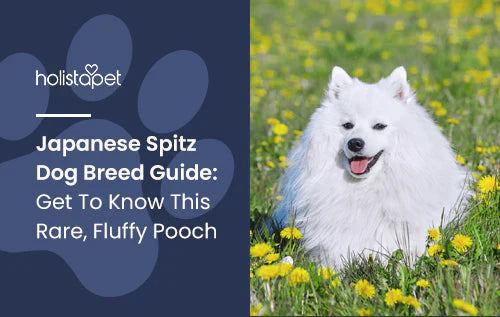 Fun facts about Japanese Spitz