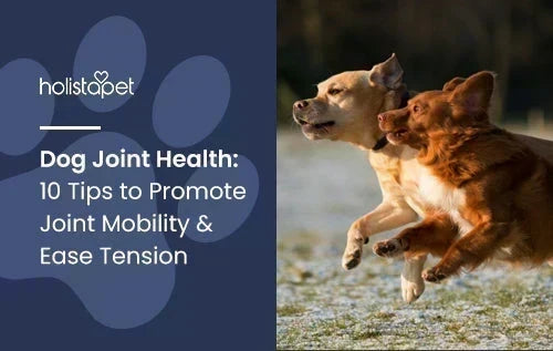 Dog Joint Health featured blog image by HolistaPet. Shows two Golden Retrievers running outside side by side.