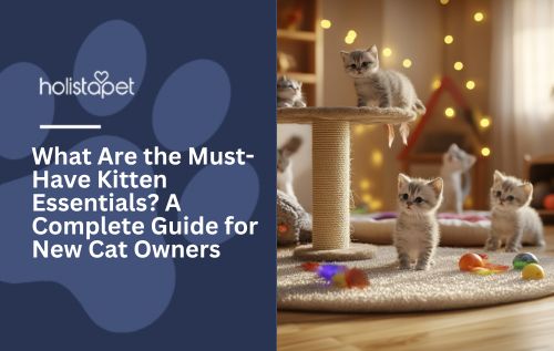 What Are the Must-Have Kitten Essentials? A Complete Guide for New Cat Owners