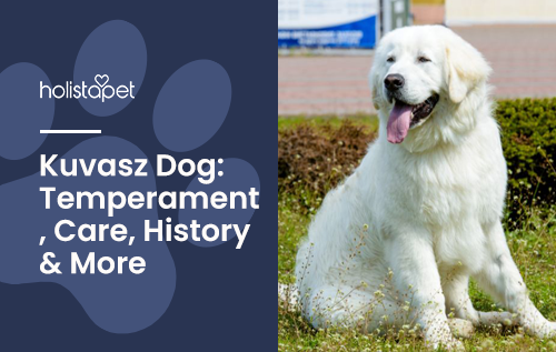 Kuvasz Dog Temperament and Facts
