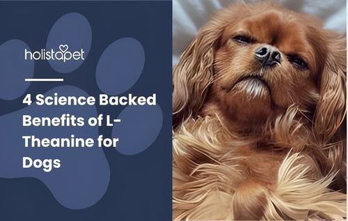 l-theanine for dogs (featured blog image by Holistapet) shows a brown dog sleeping on a white bed
