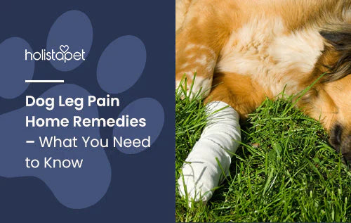 Home Remedies for Dog Leg Pain