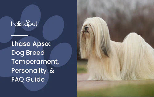 Lhasa Apso Dog Breed Information and Guide