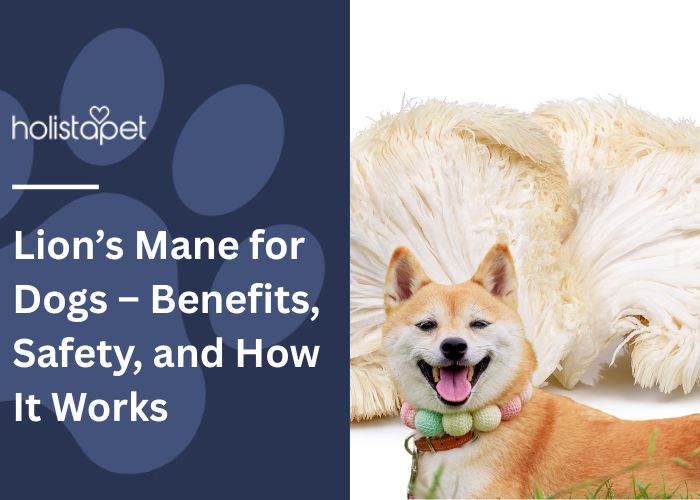 Lion’s Mane for Dogs Feature Image by Holistapet