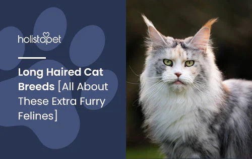 Long Haired Cat Breeds Information