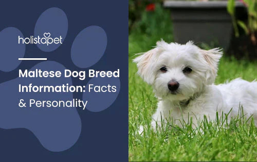 Maltese Dog Complete Guide
