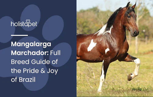 Full breed guide for Mangalarga Marchador