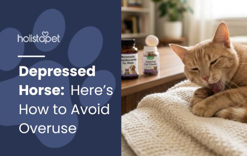 Melatonin Dosage For Cats: Here’s How to Avoid Overuse