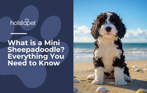 A Mini Sheepadoodle sitting down on a beach.