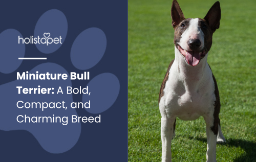 Miniature Bull Terrier featured blog image by Holistapet. Shows a happy Miniature Bull Terrier standing on green grass, facing the camera with upright ears and a bright expression.