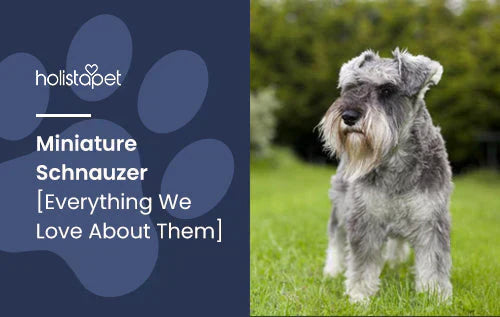Guide about Miniature Schnauzer dog breed