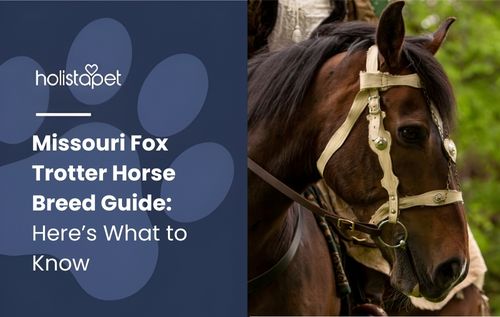 Detailed close-up of a brown Missouri Fox Trotter horse in a white bridle with decorative braiding, highlighting the breed’s smooth-gaited elegance and well-groomed appearance.