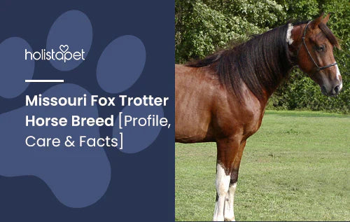 Missouri Fox Trotter Breed History and Facts