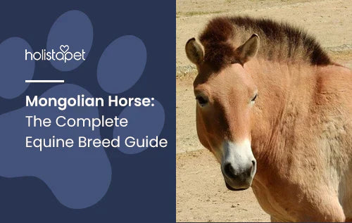 Complete Guide for the Mongolian Horse Breed