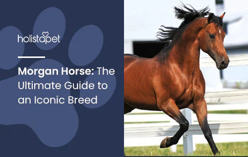 Fun facts about the Morgan Horse breed