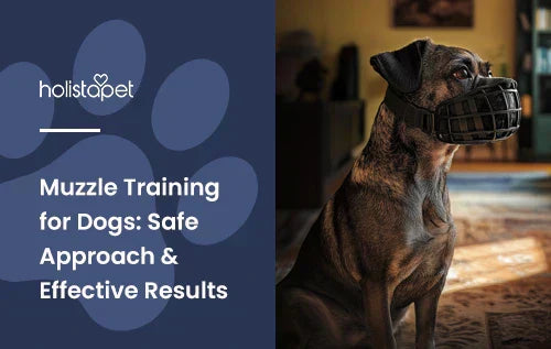 A brown dog wearing a muzzle sitting down in a living room.