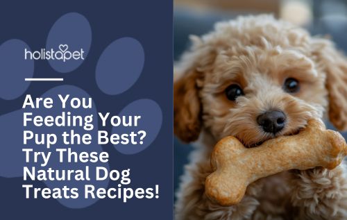 Are You Feeding Your Pup the Best? Try These Natural Dog Treats Recipes!