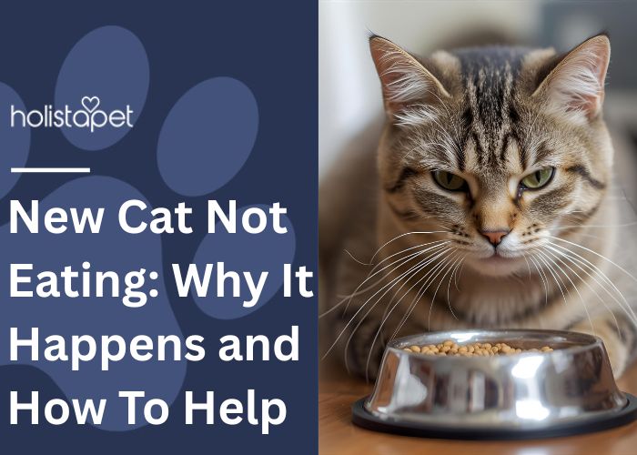 New Cat Not Eating Feature Image by Holistapet