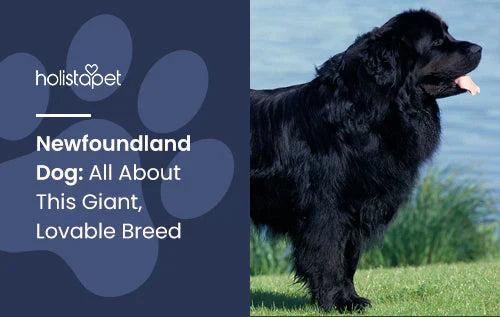 Fun facts about Newfoundland dog breed