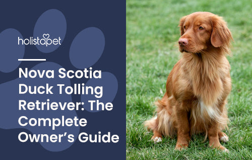 Nova Scotia Duck Tolling Retriever: The Complete Owner’s Guide
