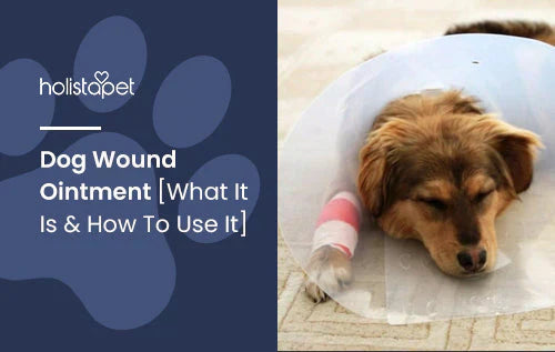 Ointment for Wounded Dogs