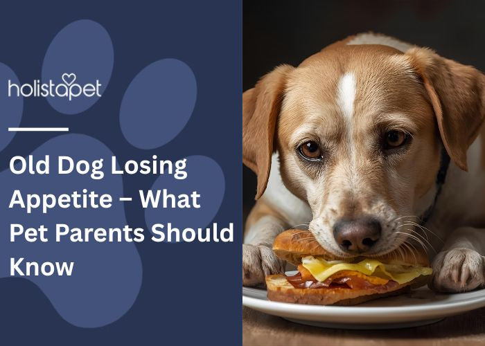 HolistaPet blog header "Old Dog Losing Appetite" with a tan-and-white dog chewing a sandwich on a plate.