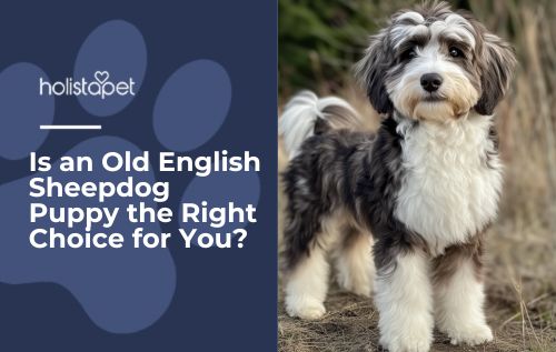 Is an Old English Sheepdog Puppy the Right Choice for You?