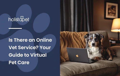 An Australian cattle dog laying down on a couch with a laptop in front of it with the title "Is there an online vet service".