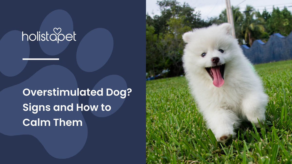 Overstimulated Dog (featured blog image by Holistapet) shows a hyper white puppy