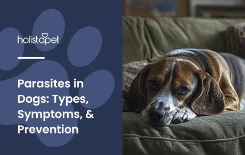 A beagle laying down on a couch looking sickly.