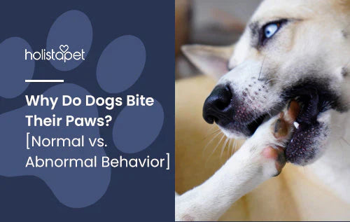 Why dogs bite their paws