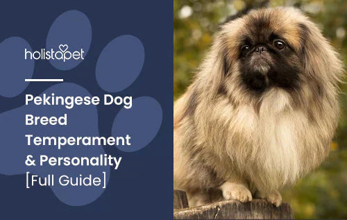 Pekingese Dog Breed Blog
