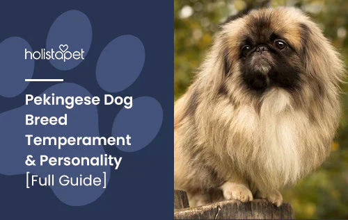 Pekingese Dog Breed Blog