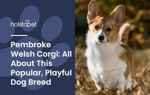Fun facts about the Pembroke Welsh Corgi Dog breed