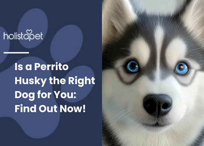 close up photo of perrito husky