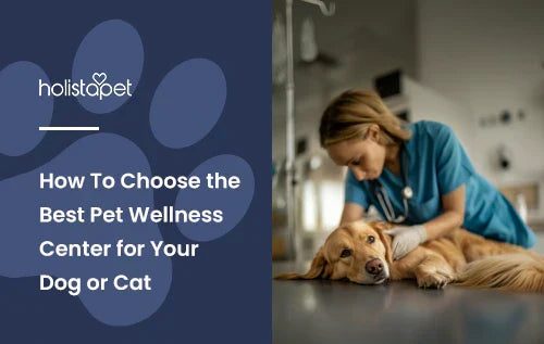 A vet tending to a Golden Retriever laying on a table.