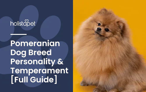 Full Guide for Pomeranian Dog Breed
