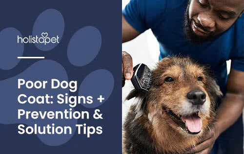 Tips and Solutions for Poor Dog Coat