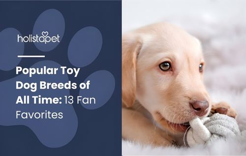 A light-colored puppy chews on a white toy surrounded by soft, fluffy material.